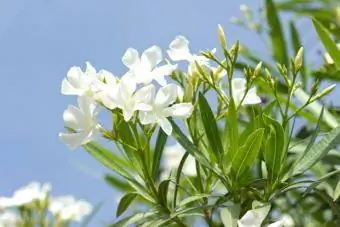 oleander putih
