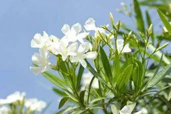 ağ oleander