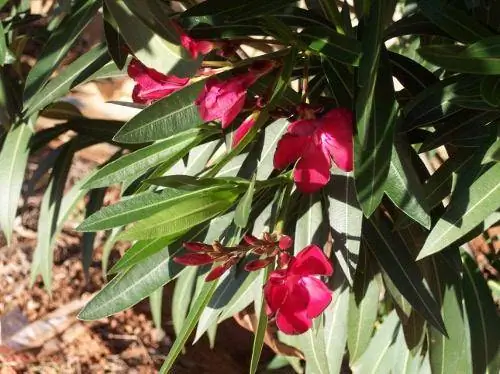 Plantas de oleandro