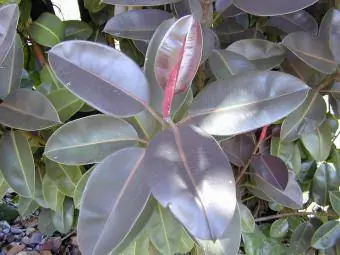 Ficus Elastica bordowy