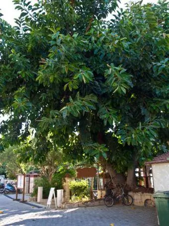 arbres de cautxú al paisatge