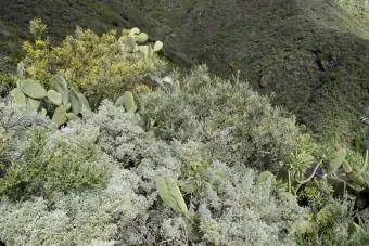 Tumbuhan Artemisia dan bunga liar lain
