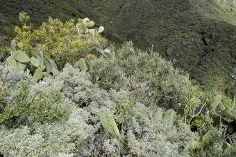 Plantes d'armoise et autres fleurs sauvages