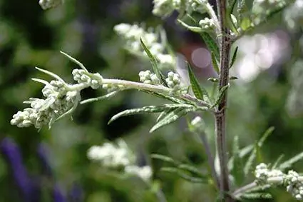 Mugwort, lid van die artemisia plantfamilie