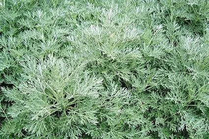 Powis Castle pelbagai tumbuhan artemisia