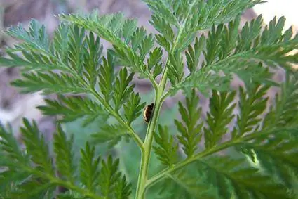 Foto der Artemisia-Pflanze der Art Wermut