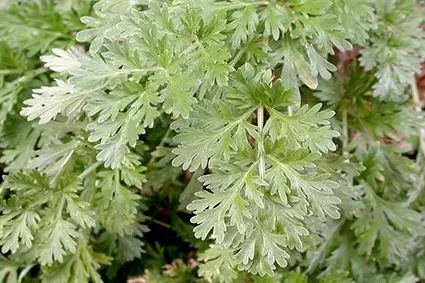 Wormwood, un altre membre de la família de les artemisies