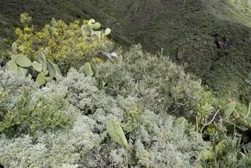 Tumbuhan Artemisia: Profil Komprehensif