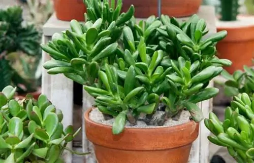 Jade Plant Growing and Care Guide