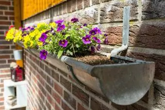 Plantas en macetas contra la pared en el canalón de lluvia