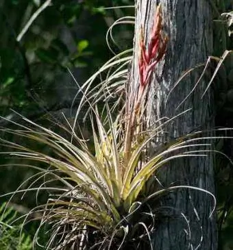 plante aérienne en fleur