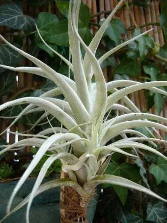 Tillandsia albida