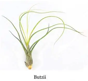 Tillandsia butzii