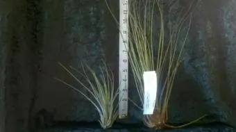 Tillandsia juncea