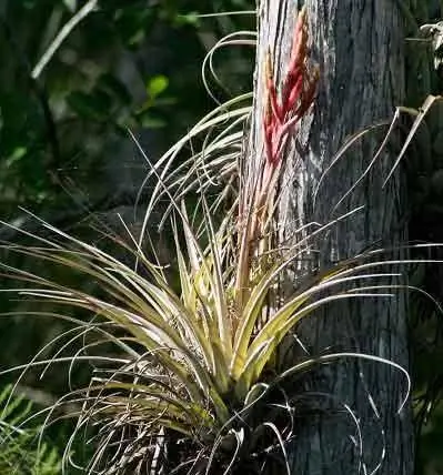 Air Plant Growing and Care Guide