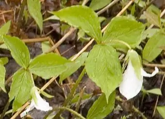 trillium trắng