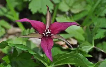 inheemse trillium