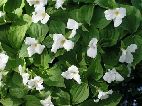 Cultiver des fleurs de trille : guide de plantation et d'entretien