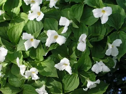 Cultivarea florilor Trillium: Ghid de plantare și îngrijire