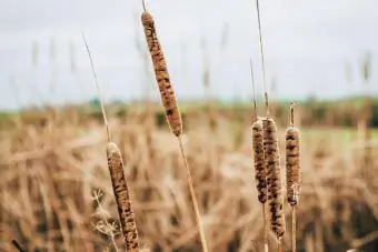 Cattail Plant in Field