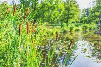 Pond at cattails sa tag-araw