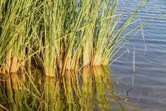 Juncos no lago