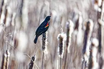 burung hitam bersayap merah bertengger di tanaman cattail