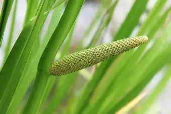 Acorus Calamus augalas