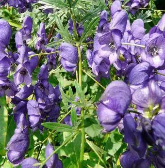 aconitum