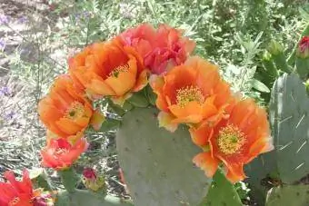 flori portocalii de cactus