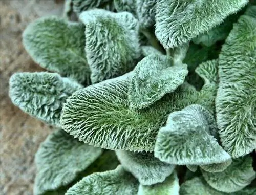 Lamb's Ear in the Garden: Growing and Care Tips