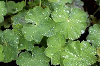 gotas de agua de alquimilla