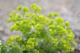 alchemilla çiçəkləri