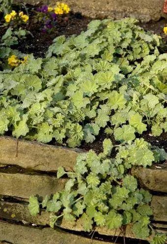 Alchemilla en cama con sombra