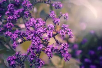 Vacker Fairy Magic Lila Violet Blå Heliotropium Arborescens