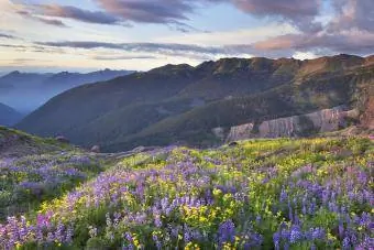 Meadows van Heliotrope Ridge North Cascades