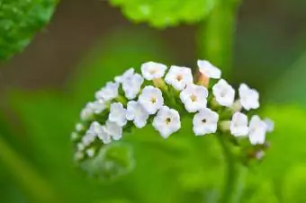 Heliotrópio indicum