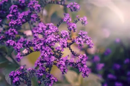 Heliotrope: Mësoni se si të rriteni dhe të kujdeseni për bimët tropikale