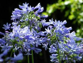 agapanthus از نزدیک