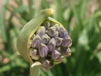 agapanthus պատրաստ է ծաղկել