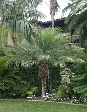 Tamareira pigmeu - Imagem cortesia de Jungle Music Palms e Cycads