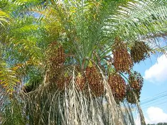 fruto de la palmera datilera pigmea