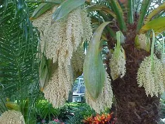 малки цветя от финикова палма