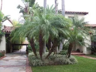 pritlikava datljeva palma, ki se uporablja v pokrajini
