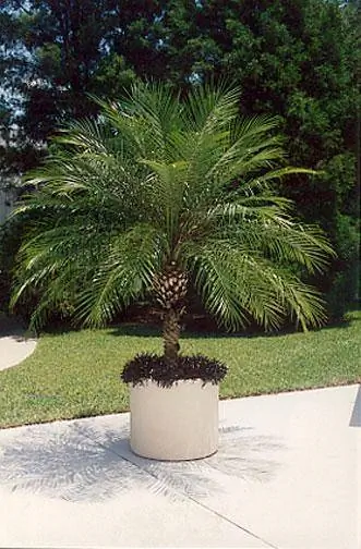 Palmier dattier pygmée en pot