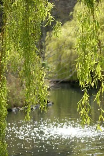 arbres pour endroits humides