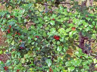 feuilles et baies de houx