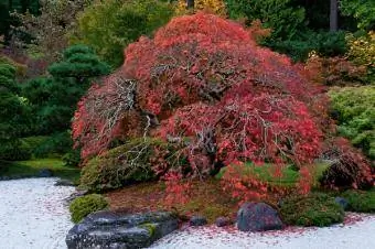 pohon maple merah