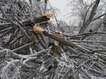 dégâts causés par une tempête de neige