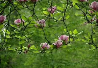 blomstrende magnolier
